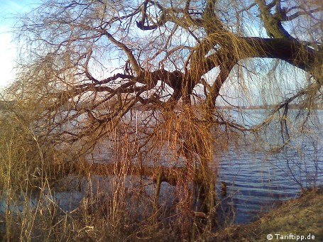 Im Zentrum des Bild ist die Trauerweide an der Alster scharf getroffen, die Ränder hingegen sind unscharf